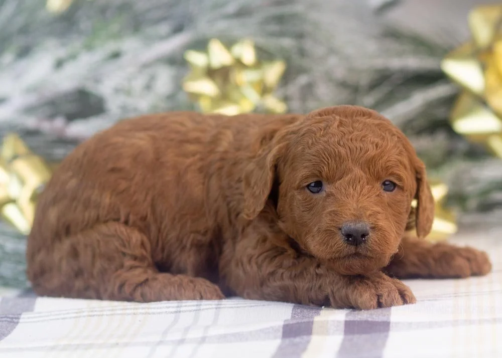 Leah goldendoodle for sale(3).jpg