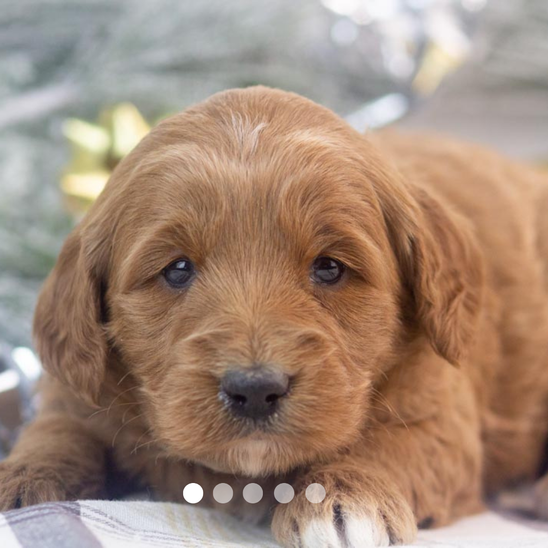 Copy of FBP Design.png