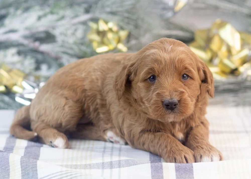 Mckenna goldendoodle for sale(1).jpg