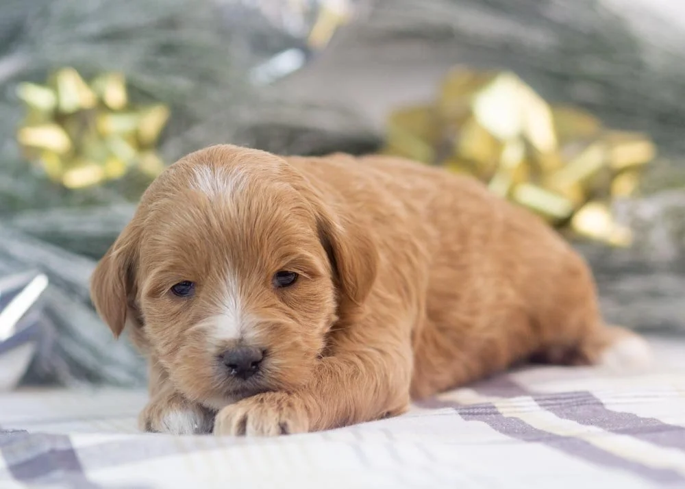 Sydney goldendoodle for sale(2).jpg