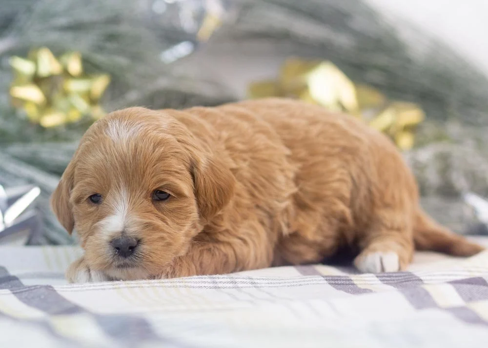 Sydney goldendoodle for sale(3).jpg