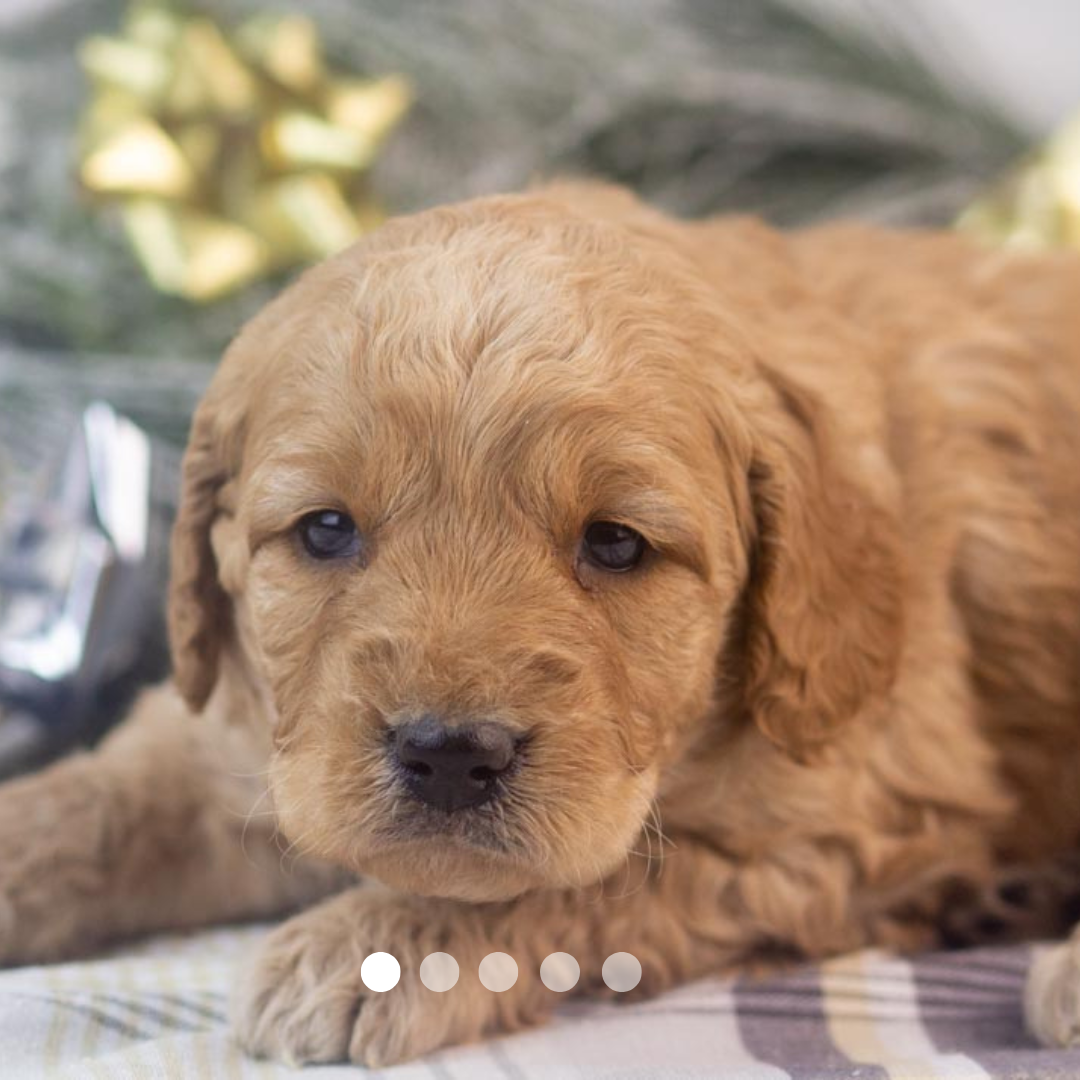 Copy of FBP Design.png