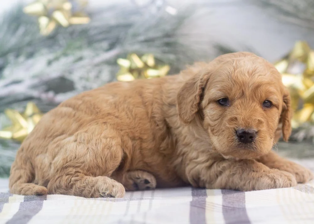 Peter goldendoodle for sale.jpg