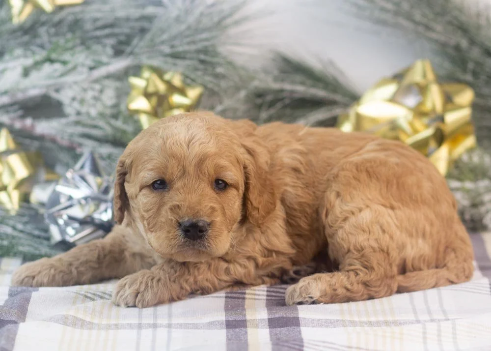 Peter goldendoodle for sale(2).jpg