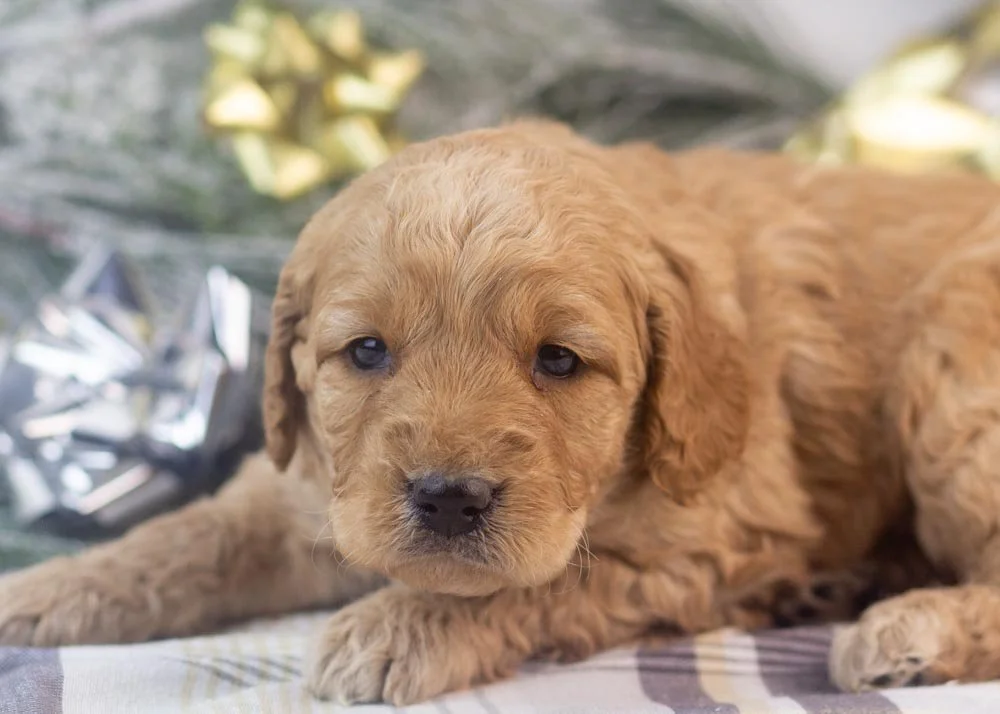Peter goldendoodle for sale(1).jpg