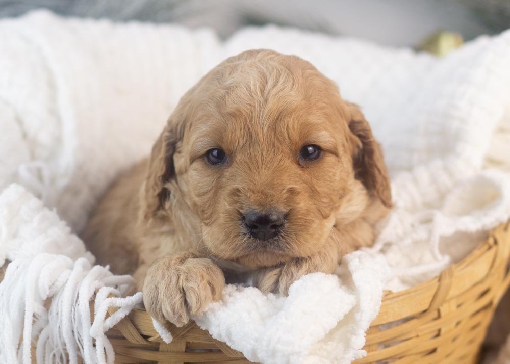 Peter goldendoodle for salw.jpg