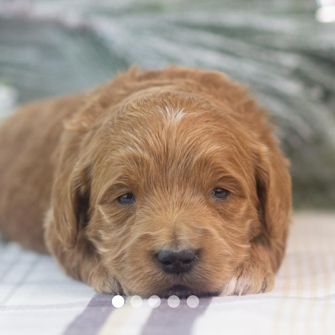 Copy of FBP Design.png