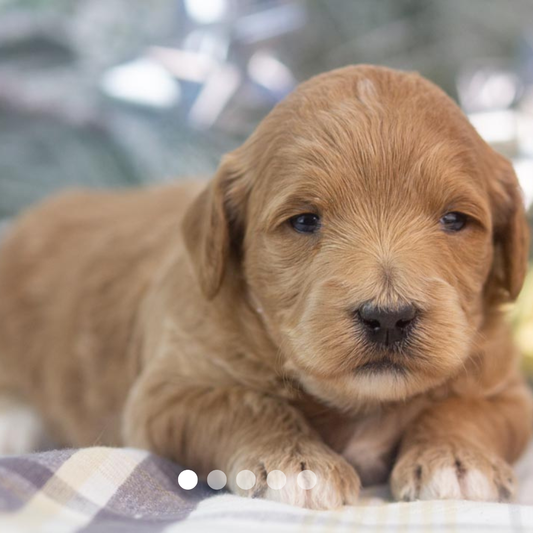 Copy of FBP Design.png