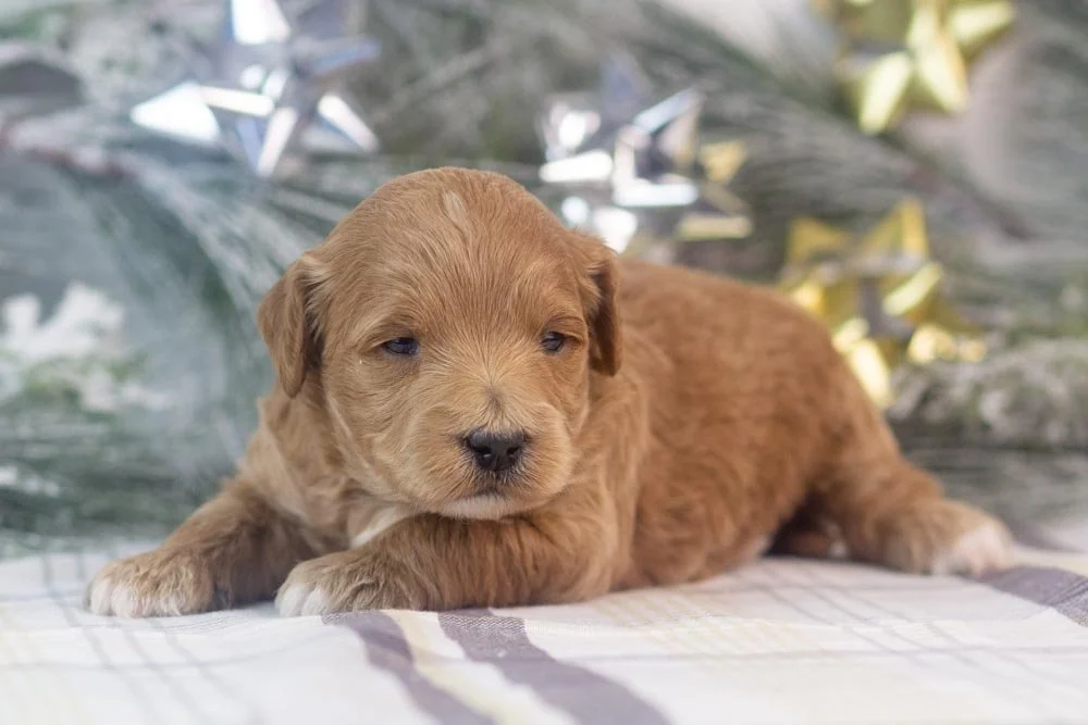 melody goldendoodle for sale.jpg