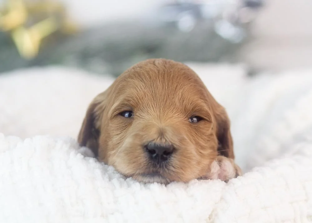 melody goldendoodle for sale(1).jpg