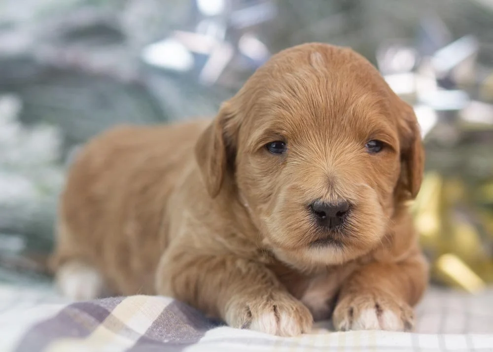melody goldendoodle for sale(2).jpg