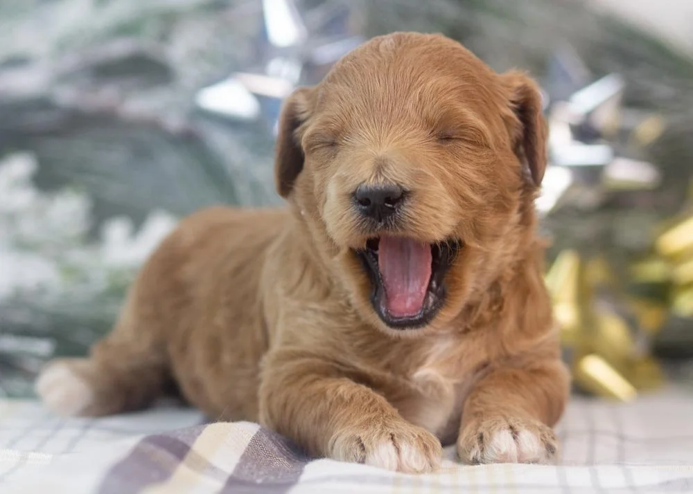 melody goldendoodle for sale(3).jpg
