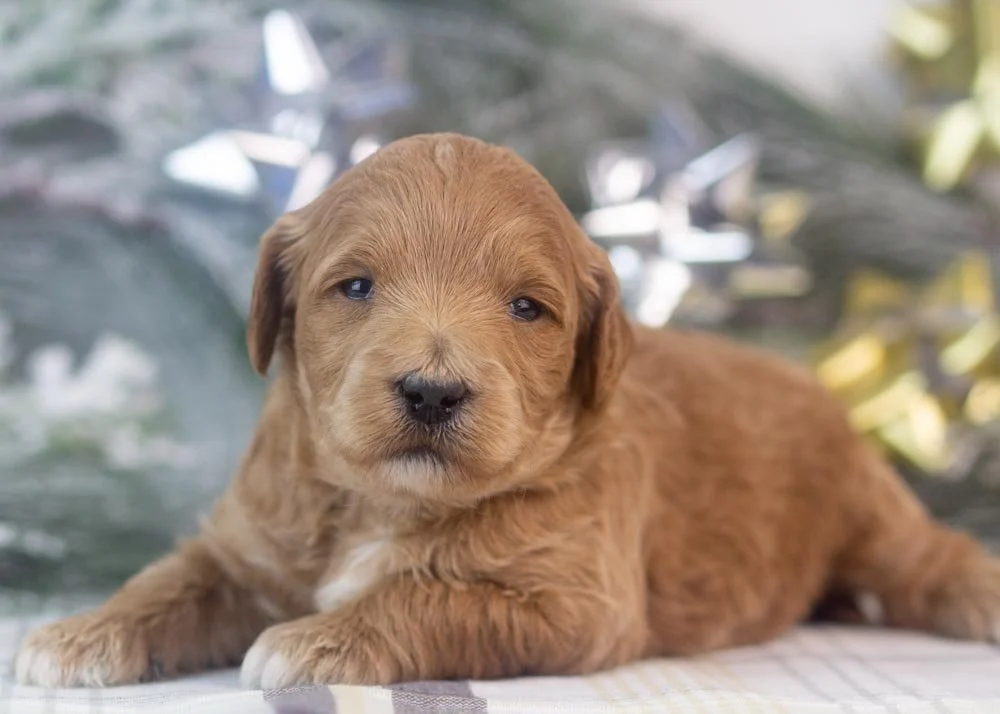 melody goldendoodle for sale(4).jpg