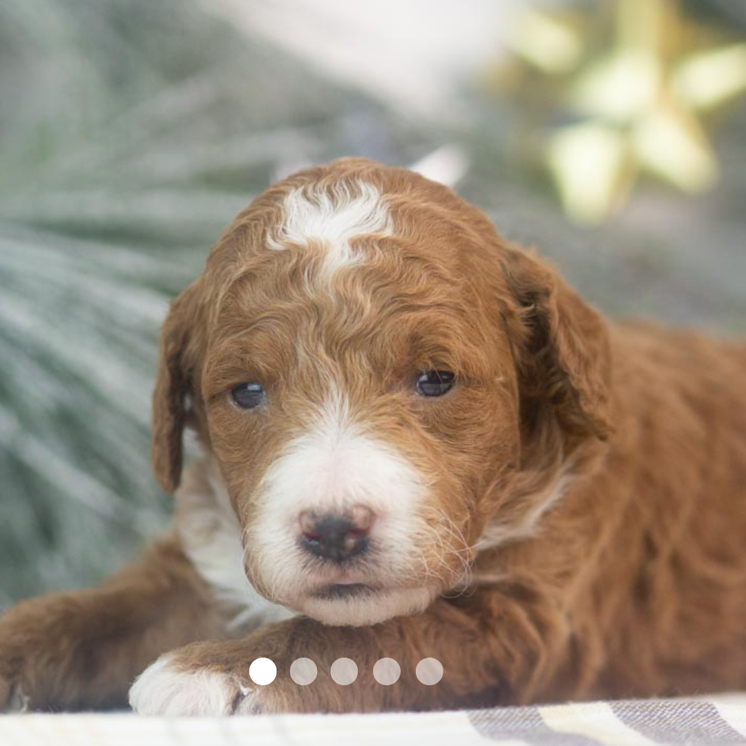 Copy of FBP Design.png