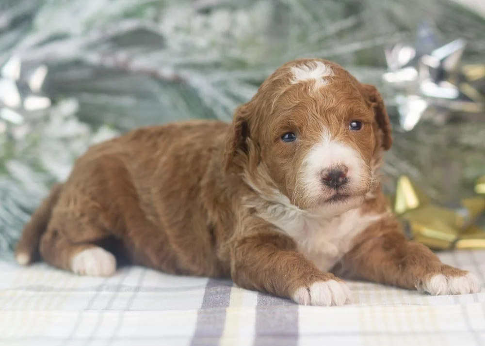 riff goldendoodle for sale(1).jpg