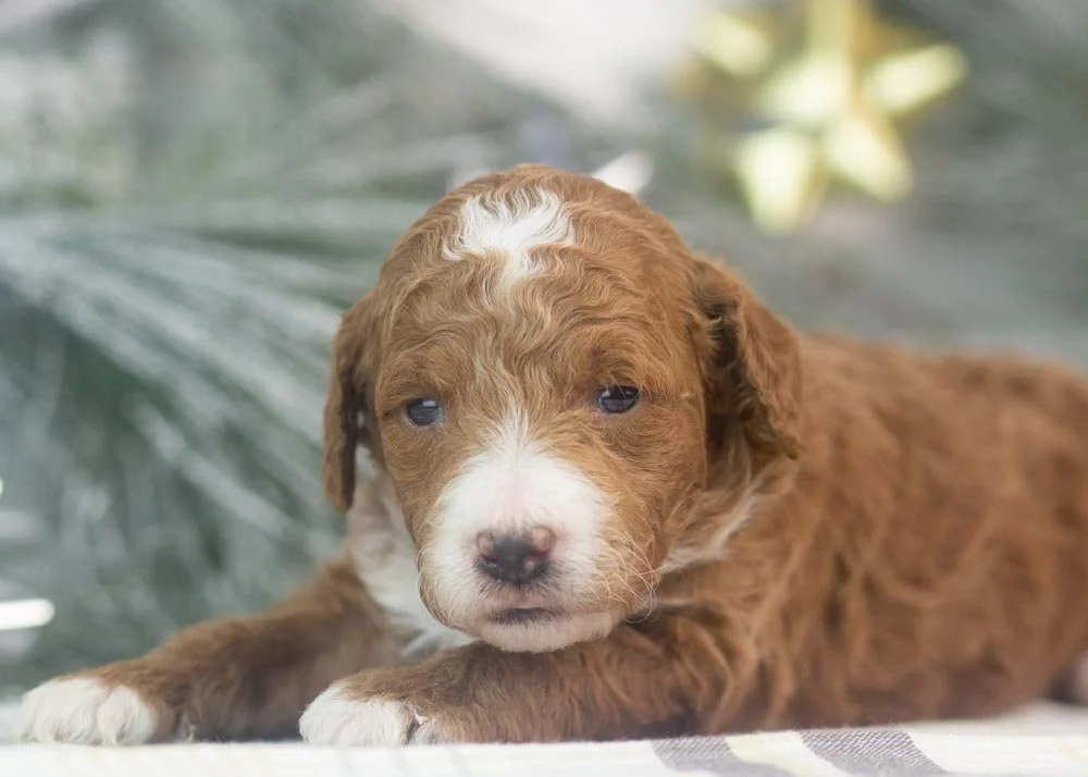 riff goldendoodle for sale(2).jpg