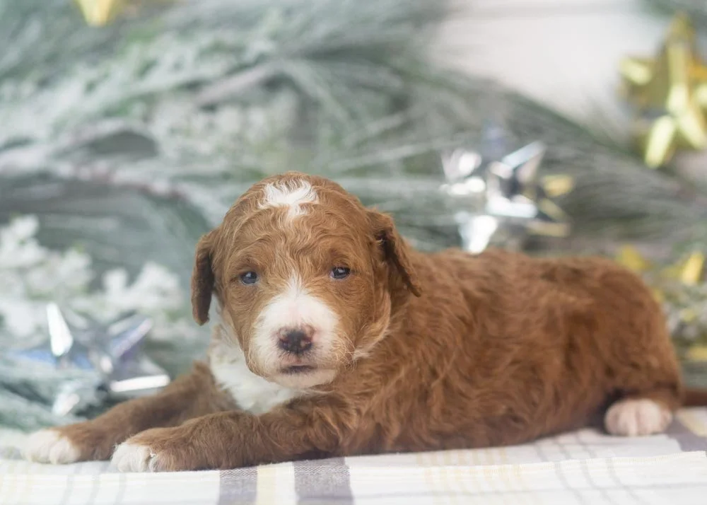 riff goldendoodle for sale(3).jpg