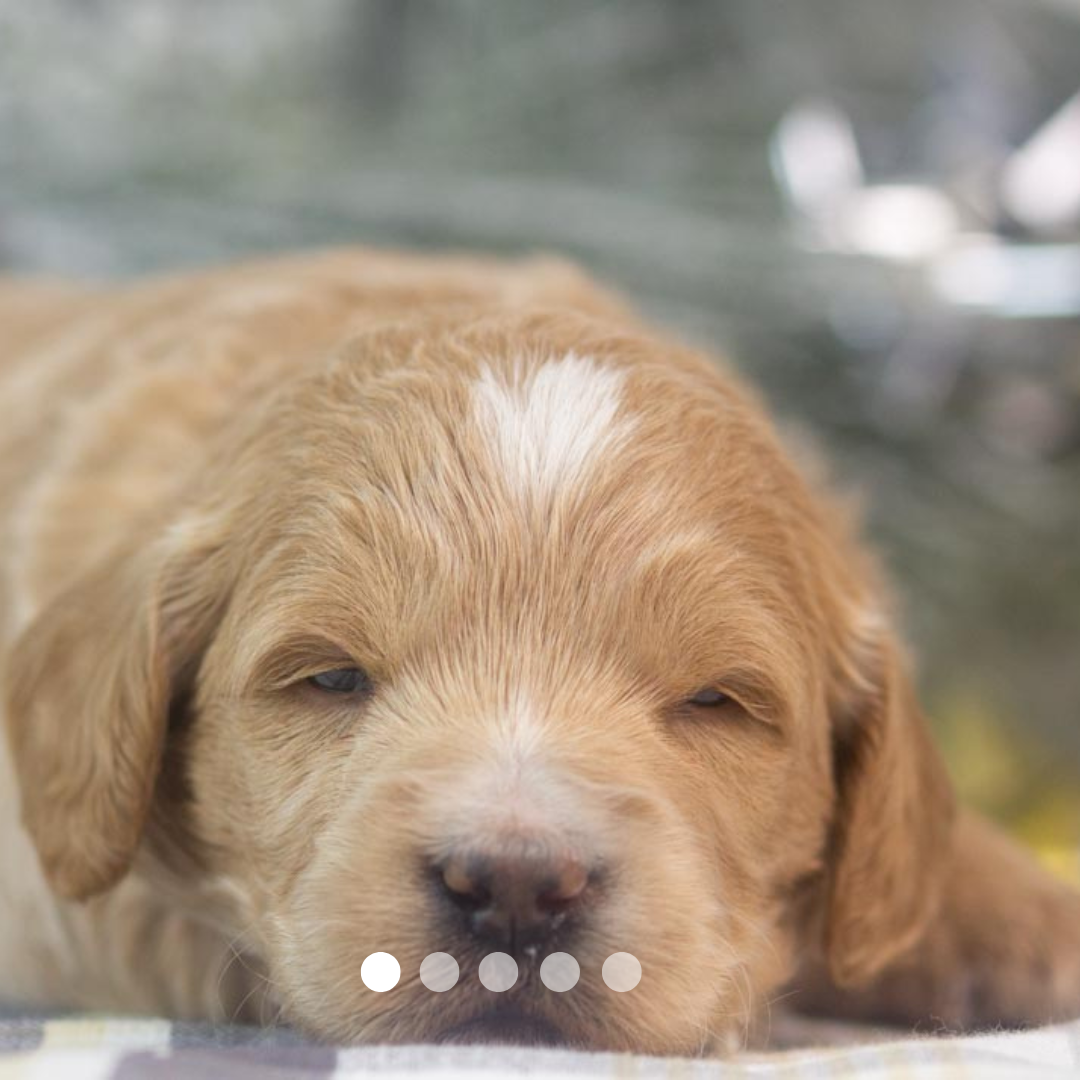 Copy of FBP Design.png