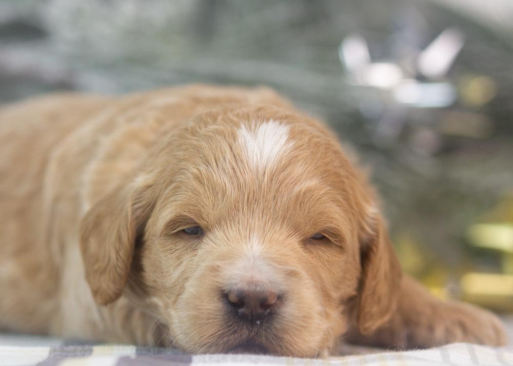 snare goldendoodle for sale(2).jpg
