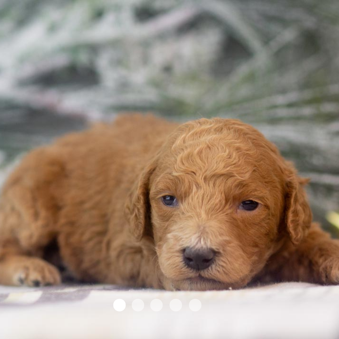 Copy of FBP Design.png