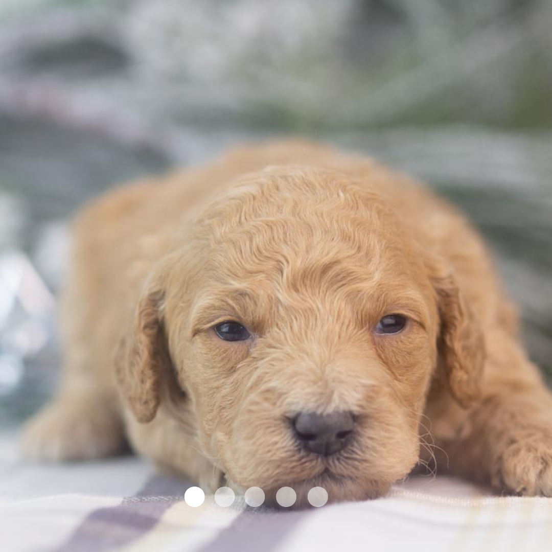 Copy of FBP Design.png