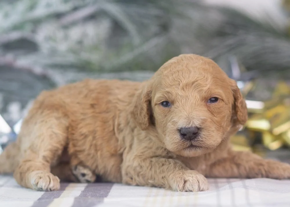 Lindsey goldendoodle for sale(3).jpg