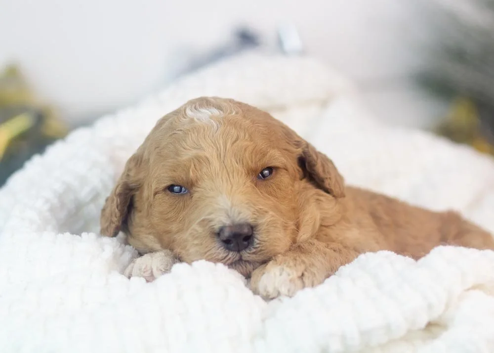 Lucille goldendoodle for sale.jpg