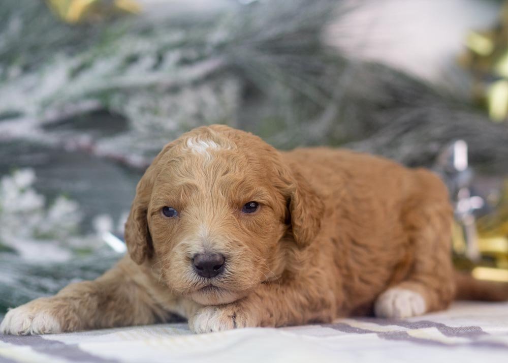 Lucille goldendoodle for sale(3).jpg
