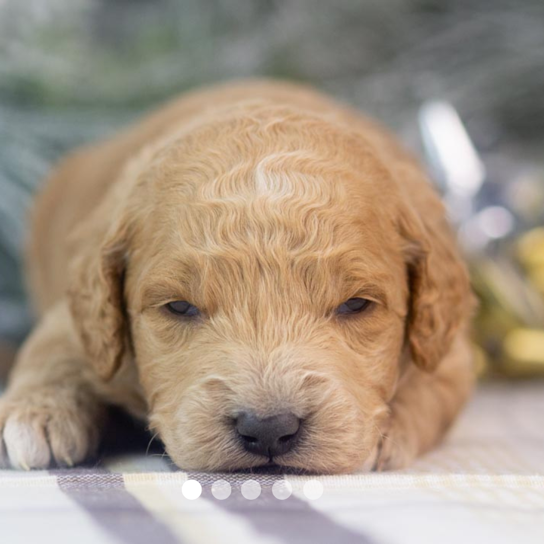 Copy of FBP Design.png