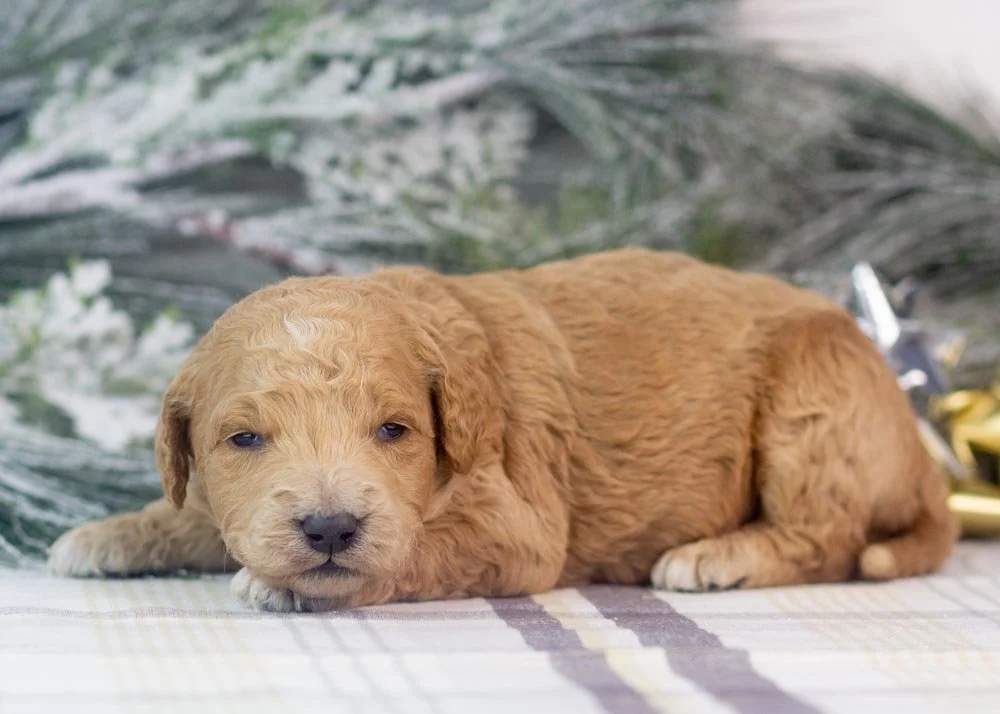 Landry goldendoodle for sale.jpg