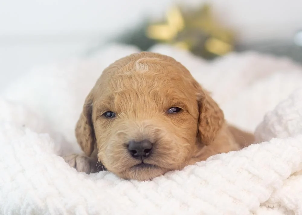 Landry goldendoodle for sale(1).jpg