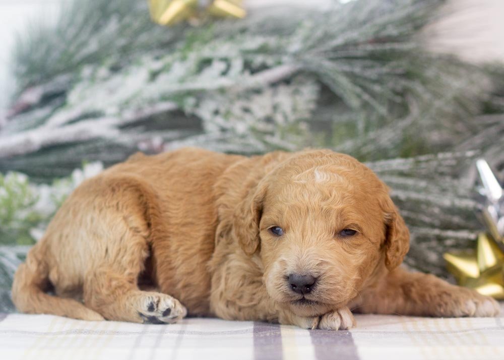 Landry goldendoodle for sale(3).jpg