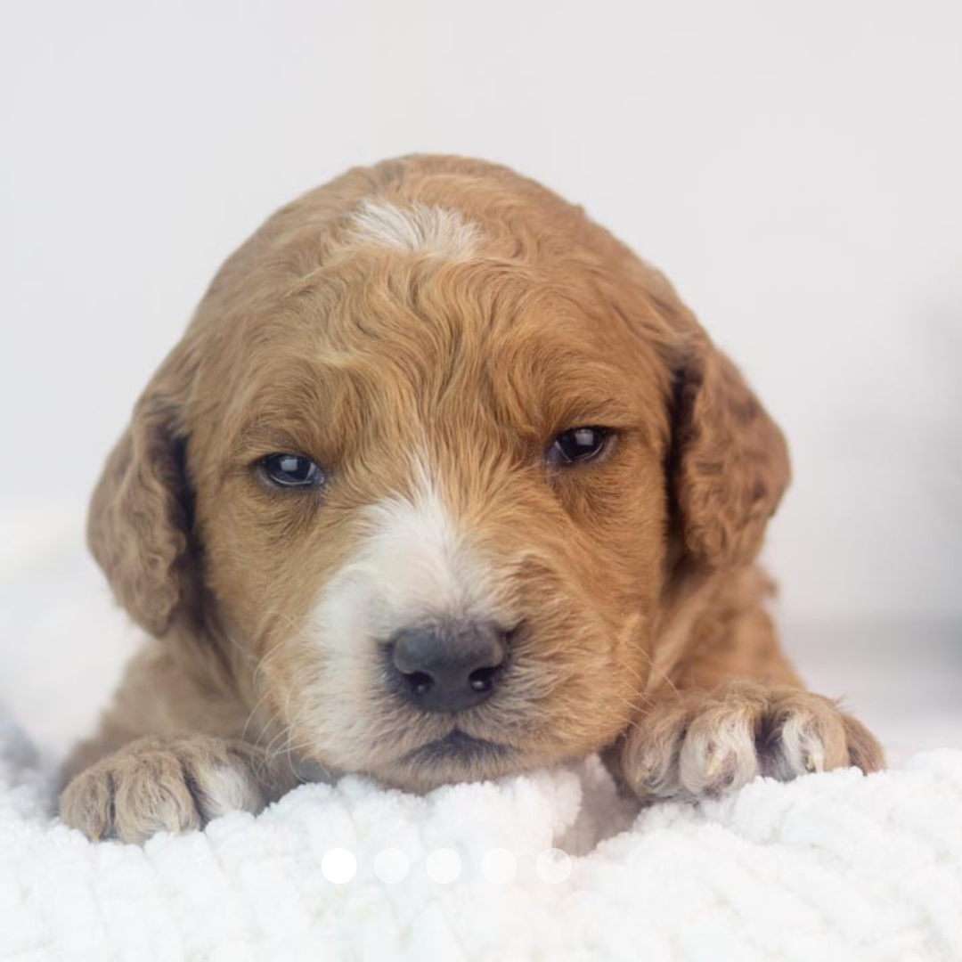 Copy of FBP Design.png