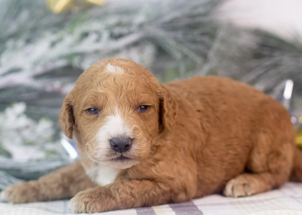 Larry goldendoodle for sale.jpg