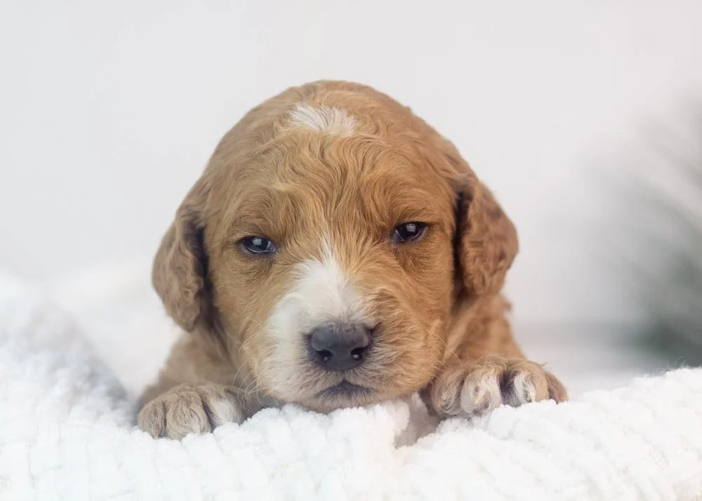 Larry goldendoodle for sale(1).jpg