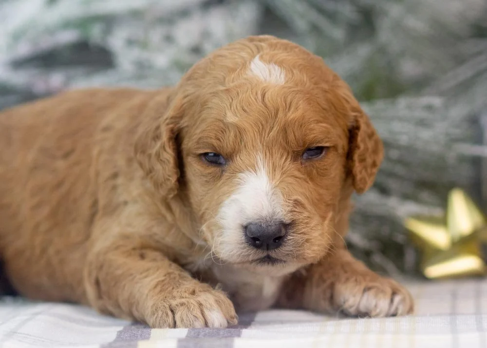 Larry goldendoodle for sale(2).jpg