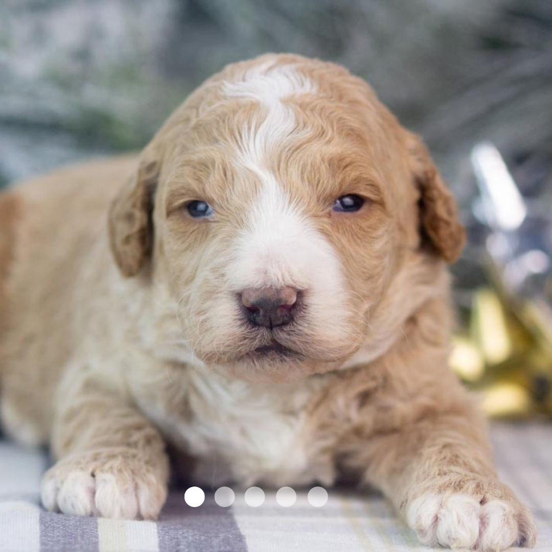 Copy of FBP Design.png