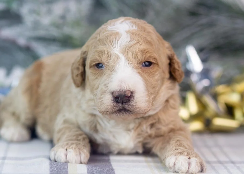 Lionel goldendoodle for sale(1).jpg