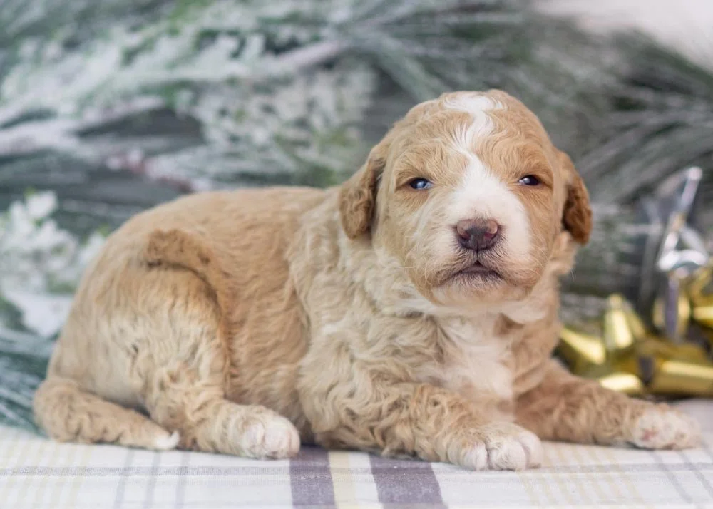 Lionel goldendoodle for sale(2).jpg