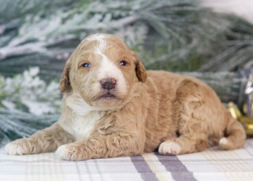 Lionel goldendoodle for sale(3).jpg