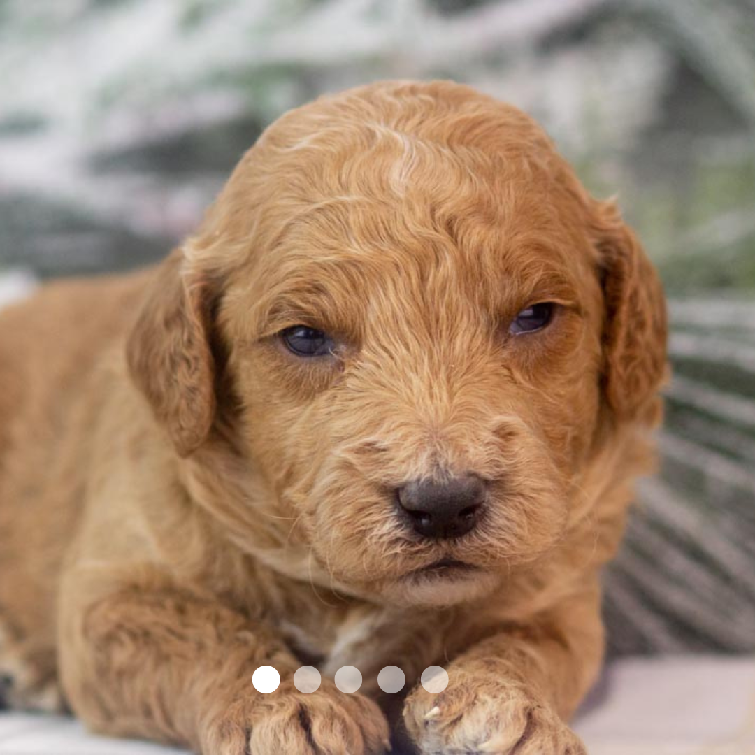 Copy of FBP Design.png