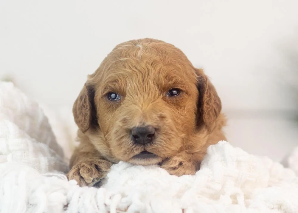 Luca goldendoodle for sale.jpg