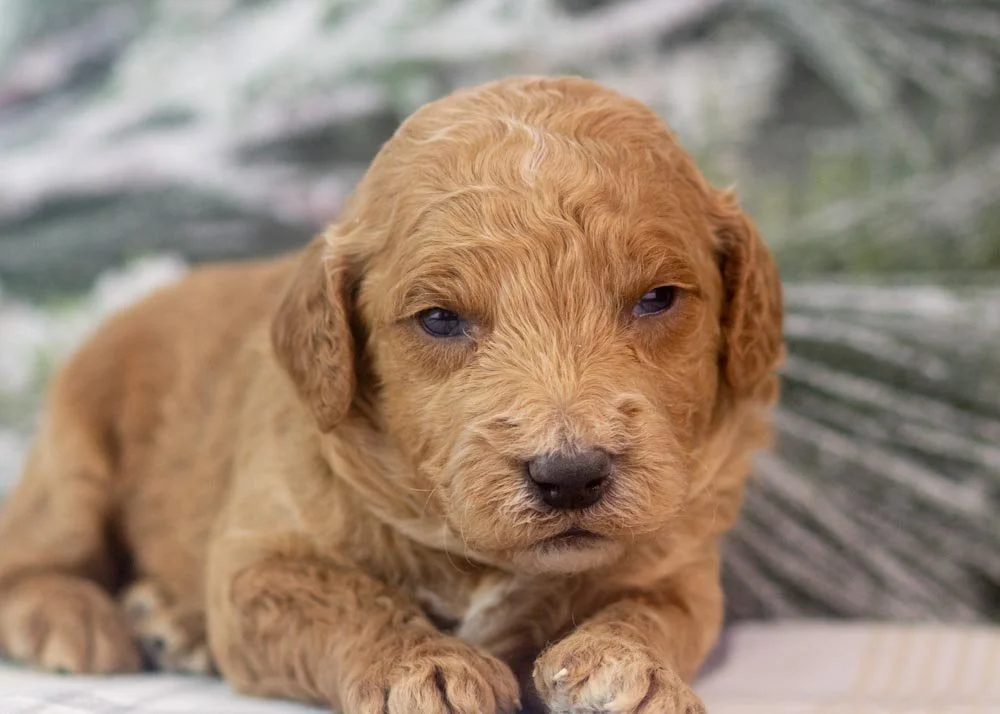 Luca goldendoodle for sale(1).jpg