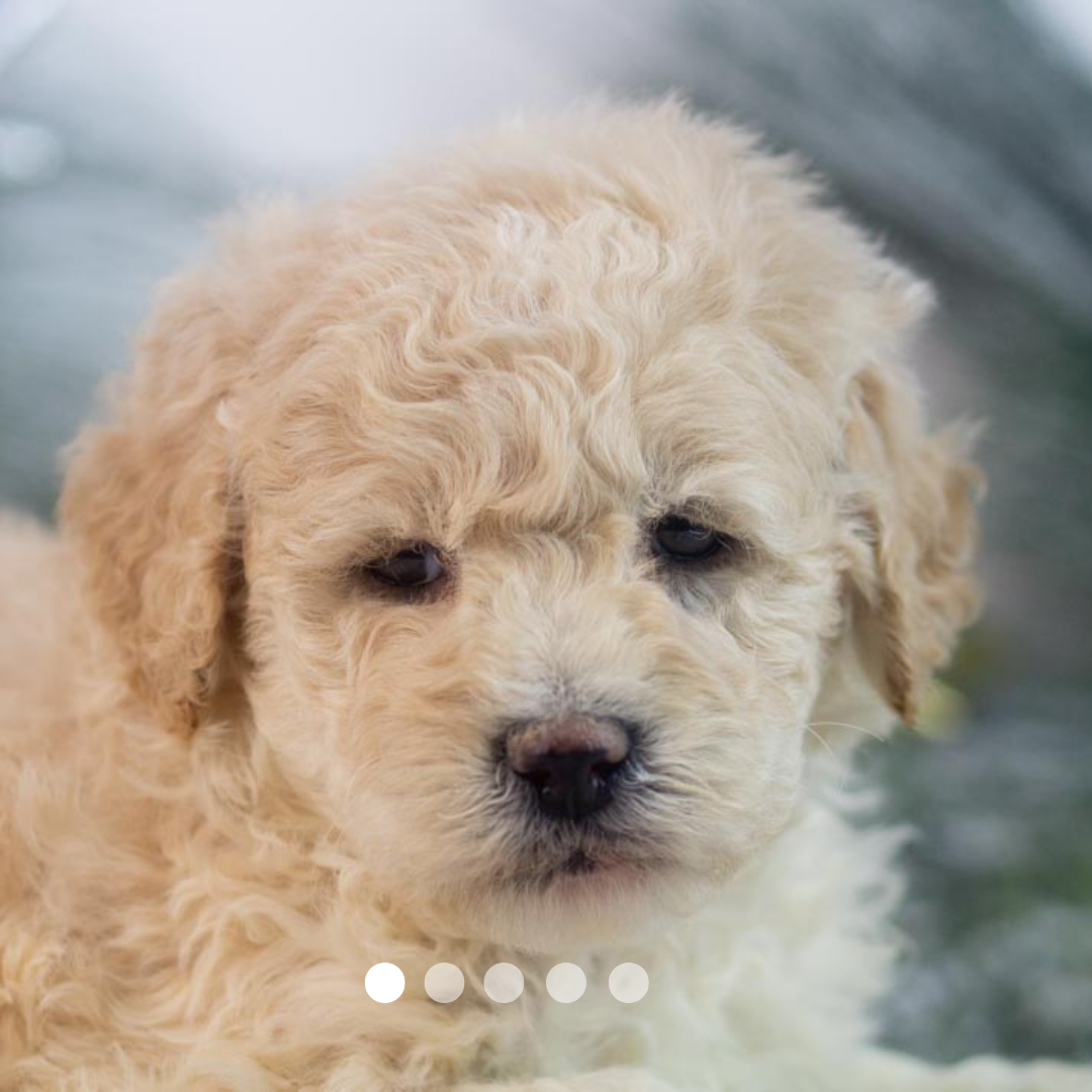 Copy of FBP Design.png