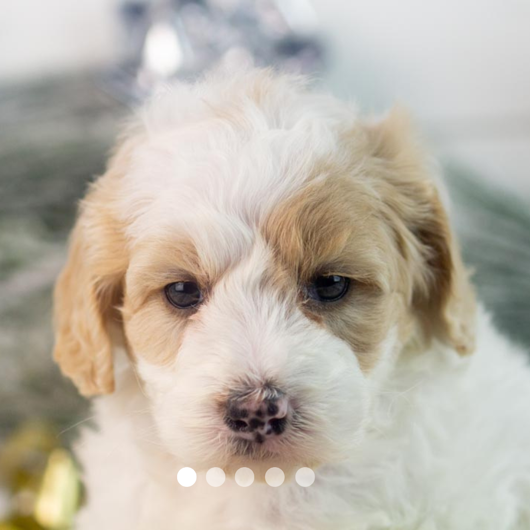 Copy of FBP Design.png