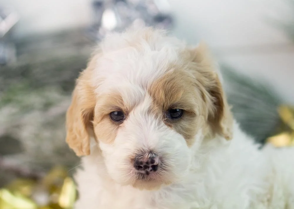 Honey goldendoodle for sale(1).jpg
