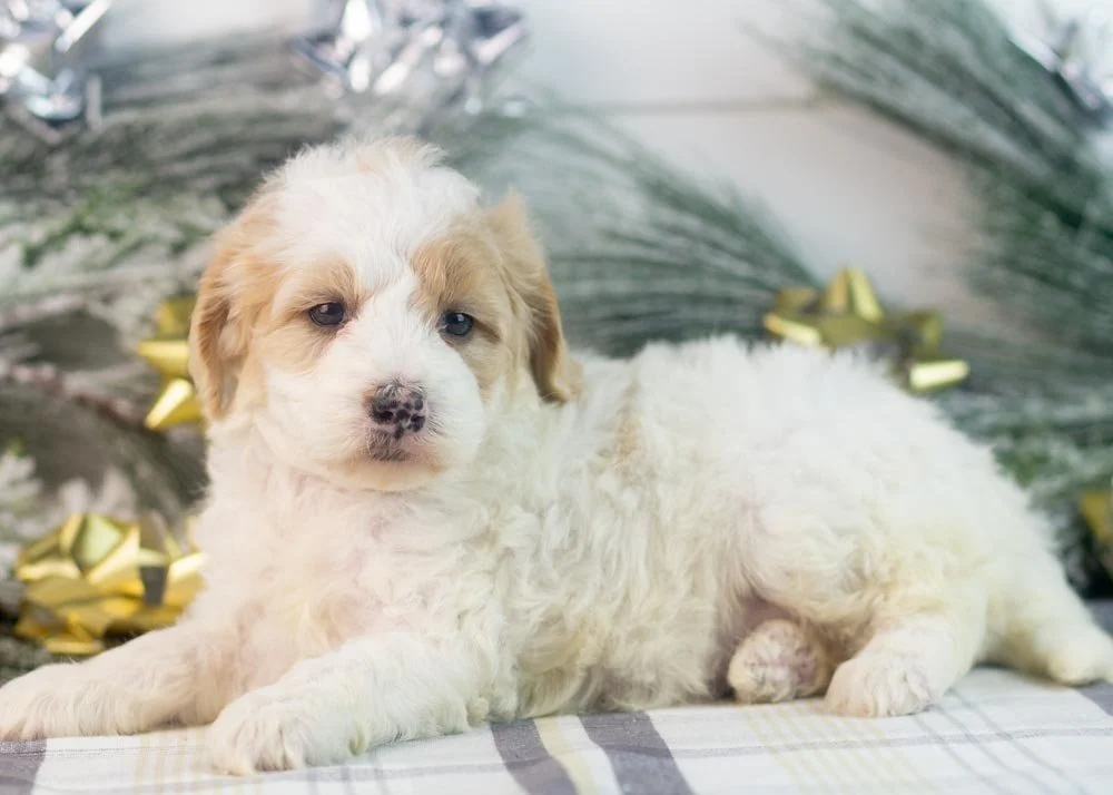 Honey goldendoodle for sale(2).jpg