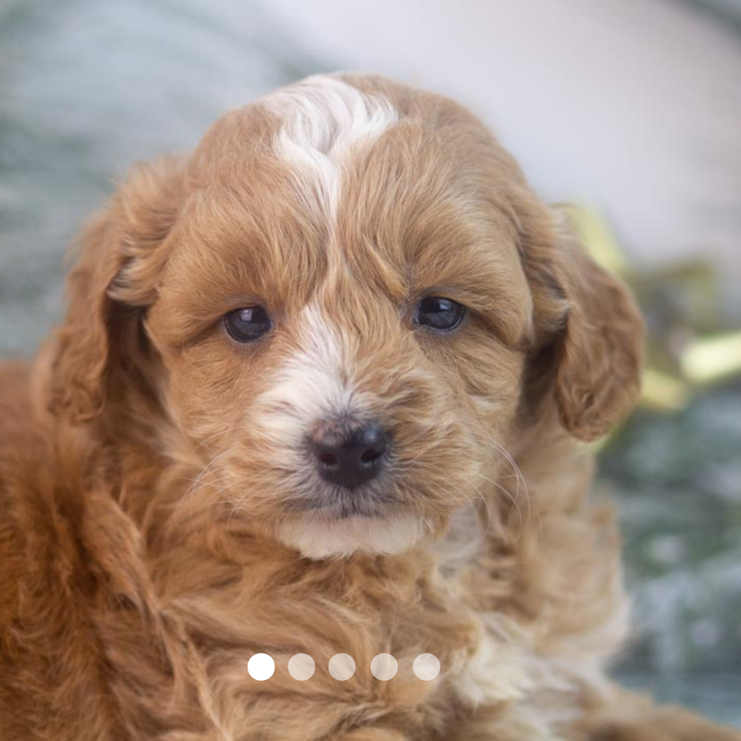 Copy of FBP Design.png