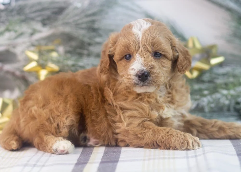 Sweetie goldendoodle for sale(3).jpg