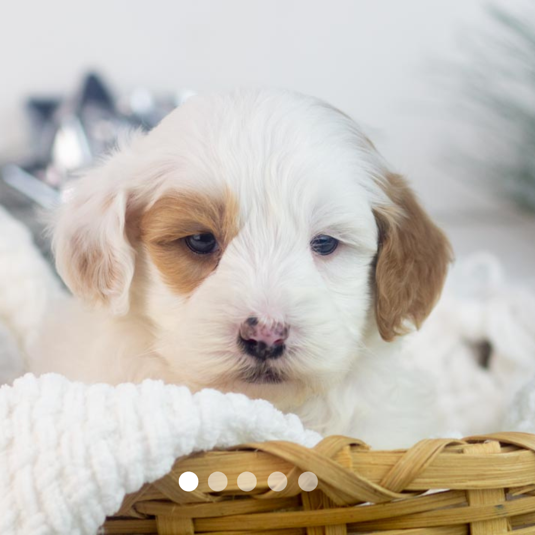 Copy of FBP Design.png